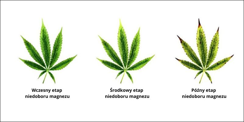 Jak wygląda niedobór magnezu Mg w uprawie marihuany