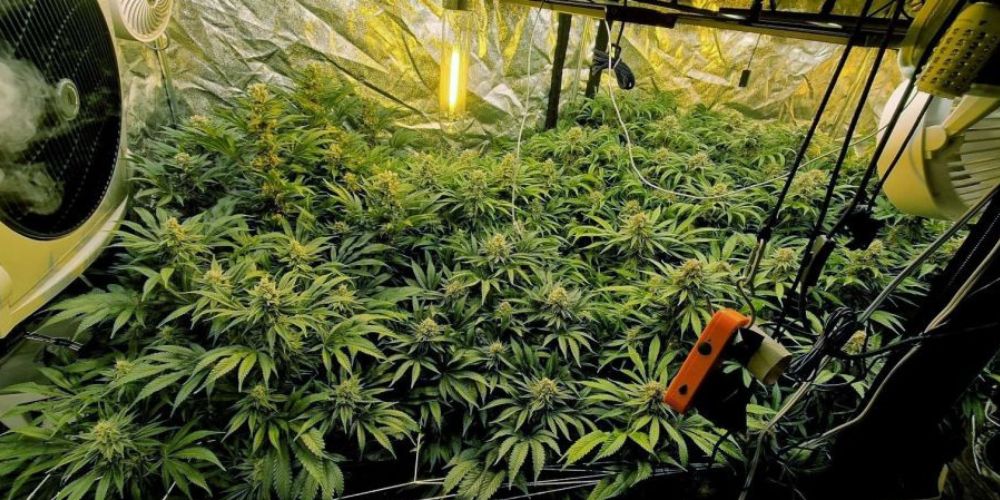 Jaki wybrać namiot uprawowy (growbox) do marihuany