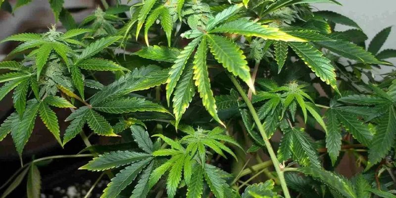 Nadmiar azotu u roślin marihuany