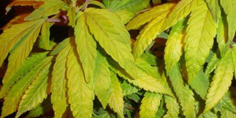 Niedobór azotu u roślin marihuany