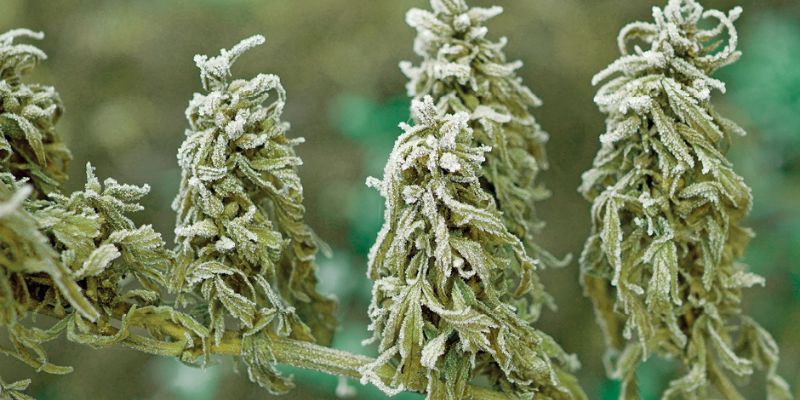 niska temperatura w uprawie konopi