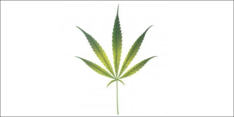 Początek niedoboru żelaza u konopi