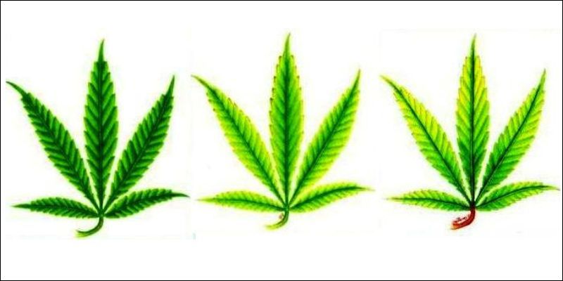 postęp niedoboru azotu w uprawie marihuany