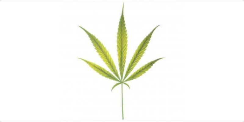 Postęp niedoboru żelaza u konopi