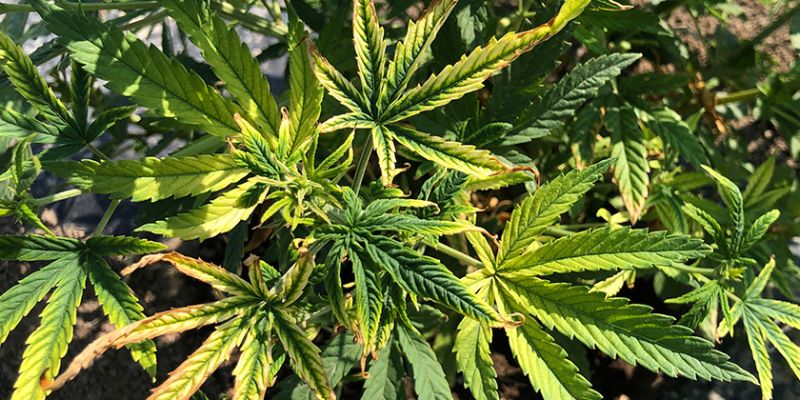 Spalenie marihuany nawozem