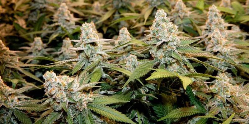 jak uprawiać automaty