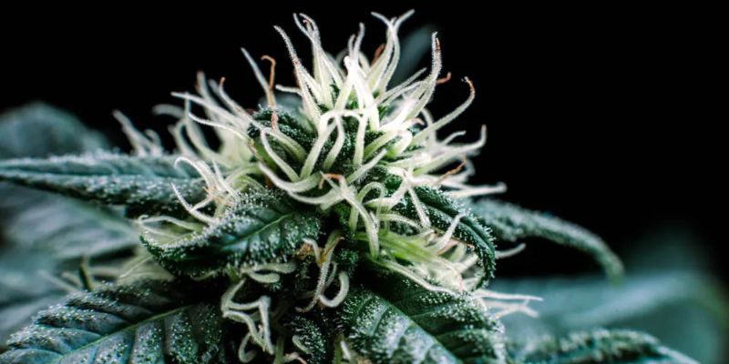 uprawa automatów konopi