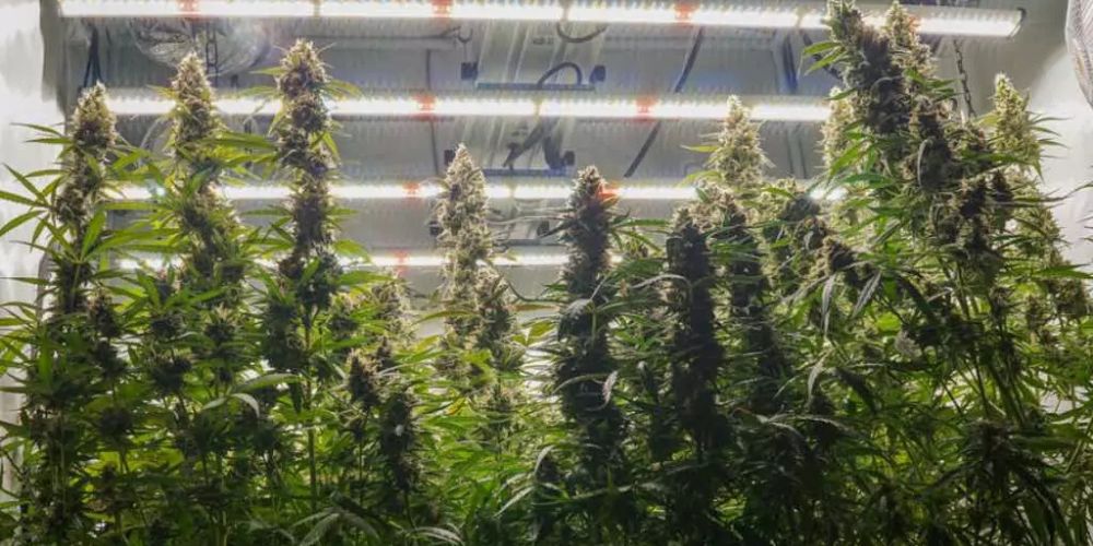 jak uprawiać automatyczne odmiany marihuany