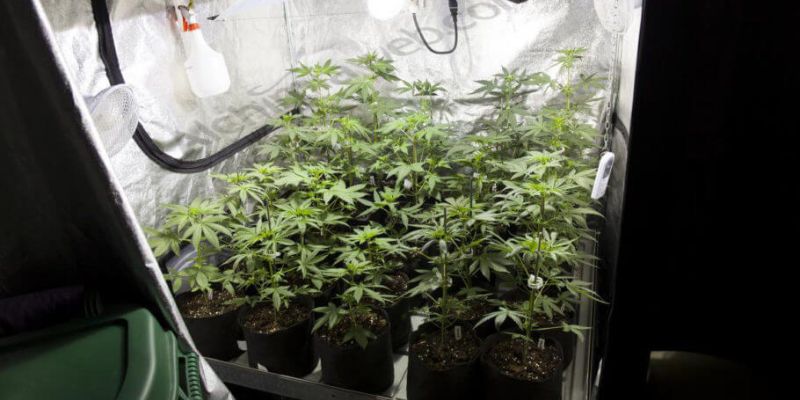 jaki najlepszy growbox do uprawy konopi