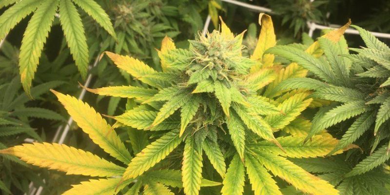 jakie są objawy nadmiernego nawożenia konopi