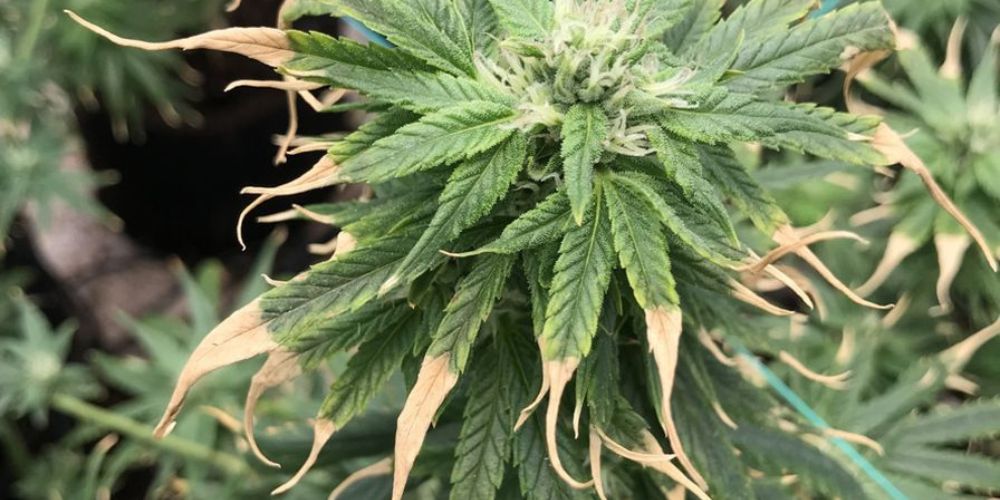 jakie są objawy spalenia marihuany nawozem