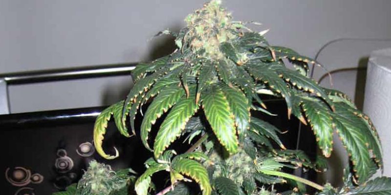 nadmiar azotu w fazie kwitnienia marihuany