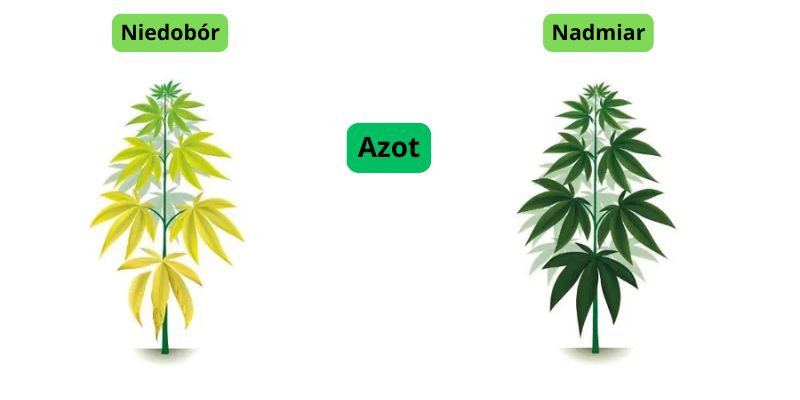 niedobór i nadmiar azotu w uprawie marihuany