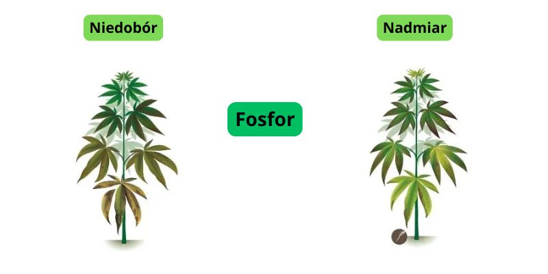 niedobór i nadmiar fosforu w uprawie marihuany