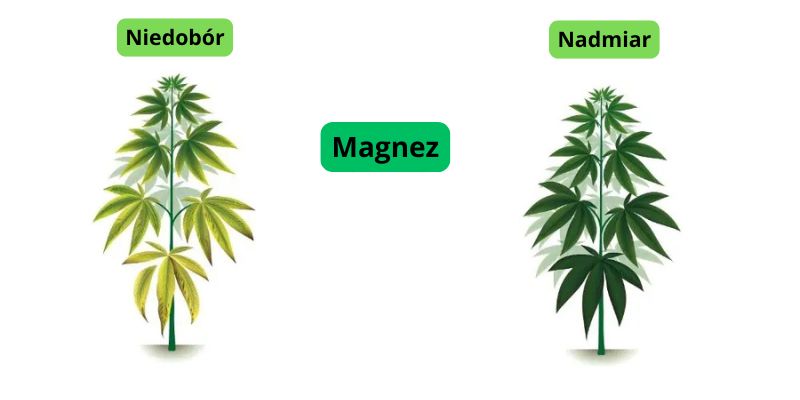 niedobór i nadmiar magnezu w uprawie marihuany