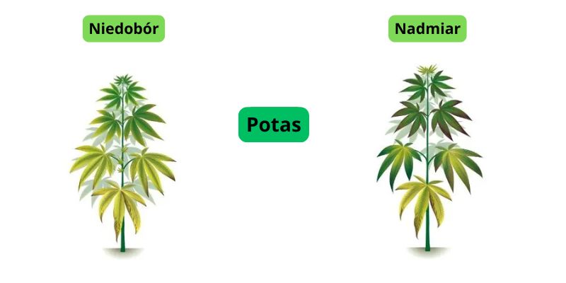 niedobór i nadmiar potasu w uprawie marihuany