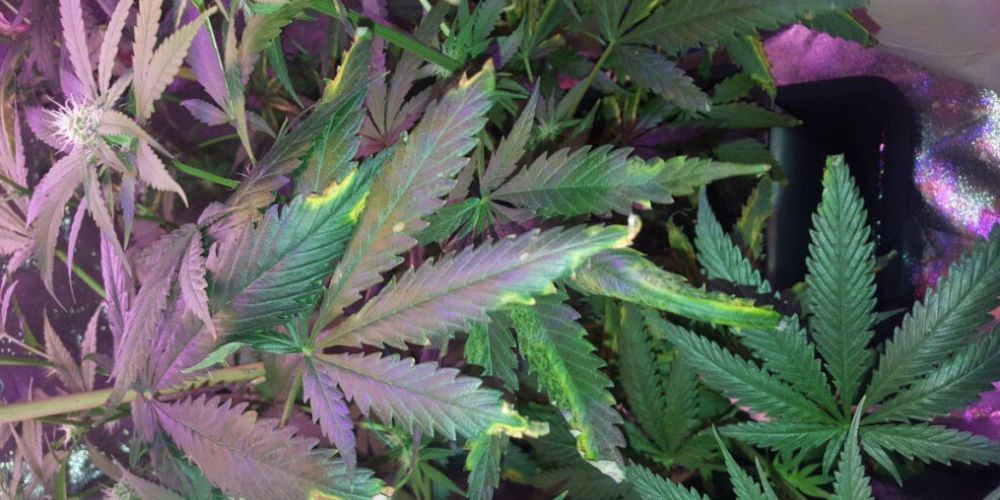 niedobór i nadmiar składników odżywczych w uprawie konopi