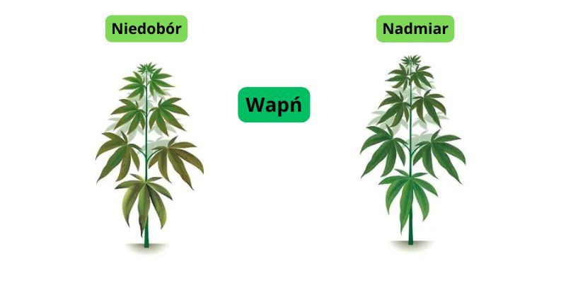 niedobór i nadmiar wapnia w uprawie marihuany