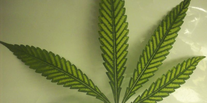 niedobór magnezu w uprawie konopi