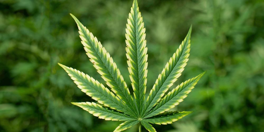 niedobór magnezu w uprawie konopi