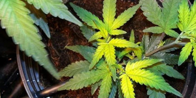 niedobór żelaza w uprawie marihuany