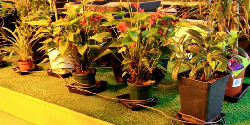 niska temperatura i kable grzewcze w uprawie konopi