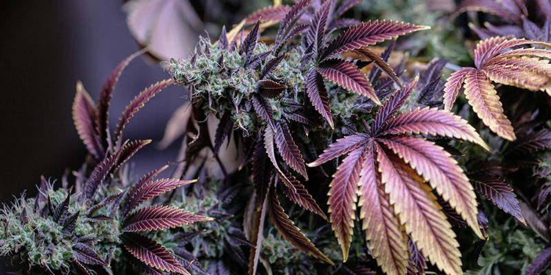 niska temperatura zimno w uprawie marihuany