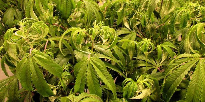 obajawy przelanych roślin marihuany
