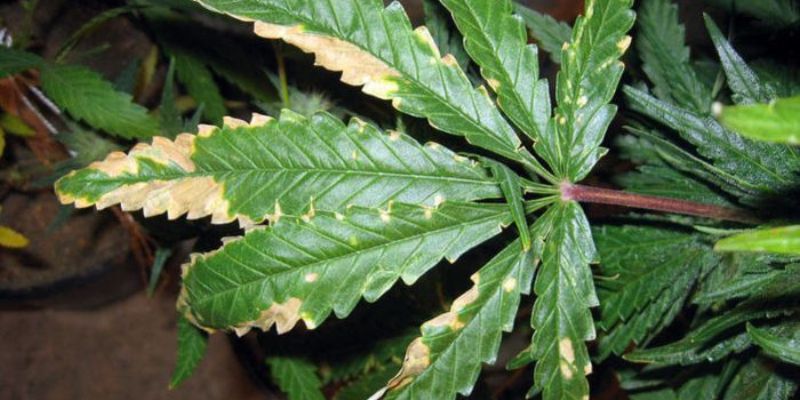 objawy nadmiernego nawożenia marihuany