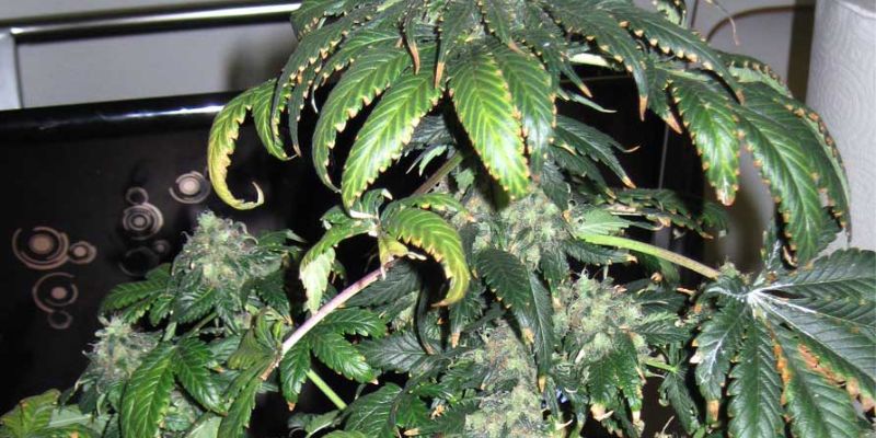 objawy nadmiernego nawożenia konopi