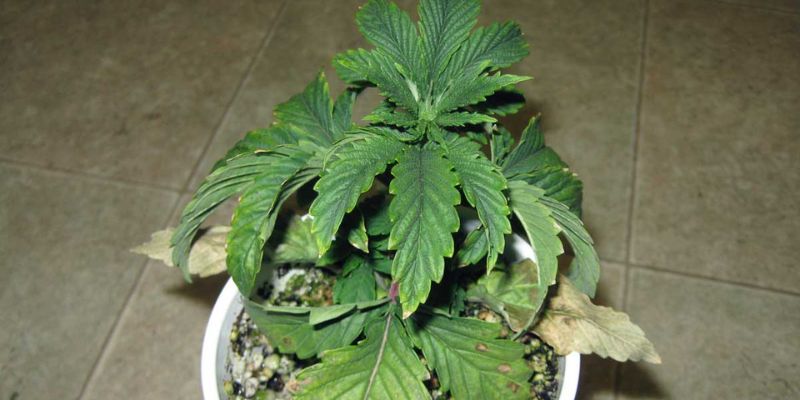 objawy przesuszonych roślin marihuany