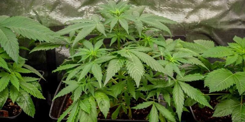 uprawa automatycznych roślin marihuany