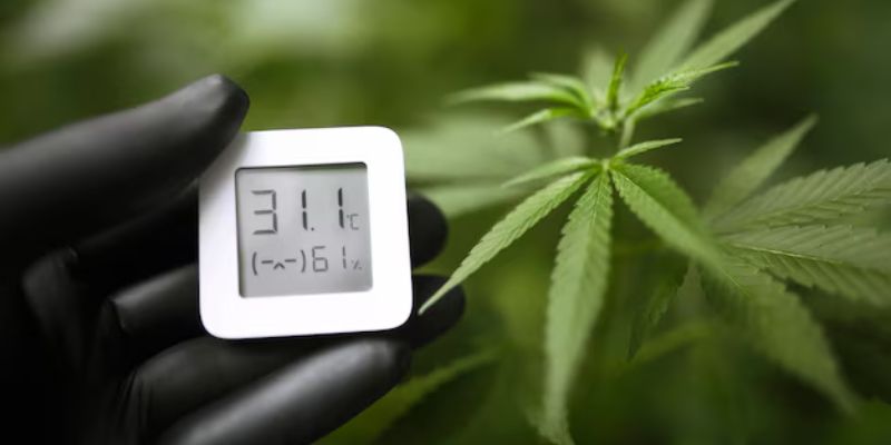 przesuszenie lub przelanie marihuany