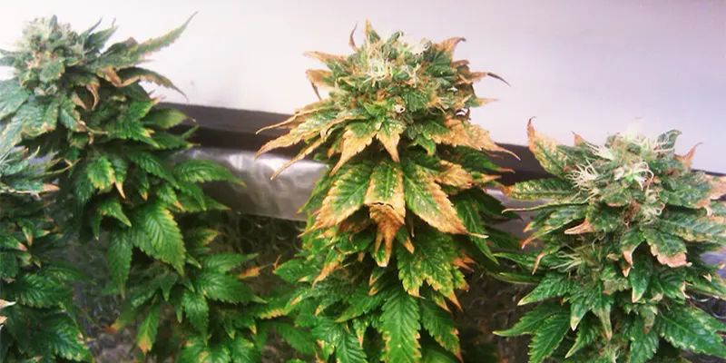 spalenie konopi nawozem objawy