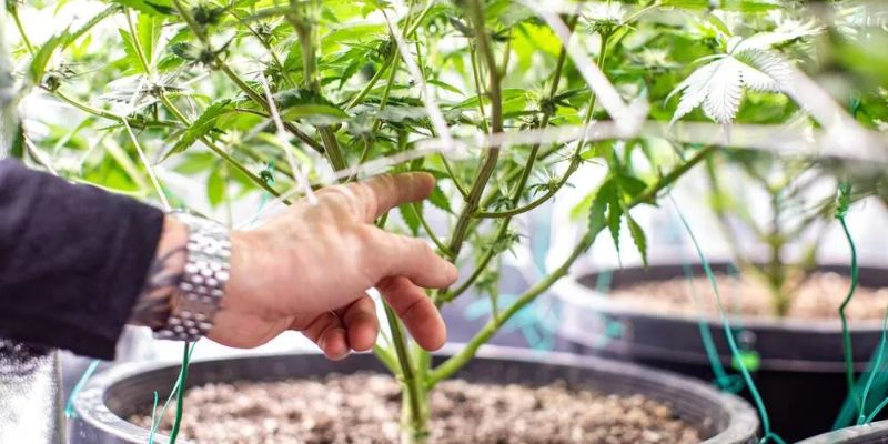 uprawa autokwitnących roślin konopi