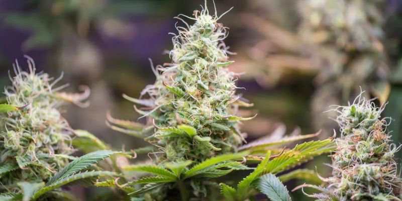 jak się uprawia automaty konopi