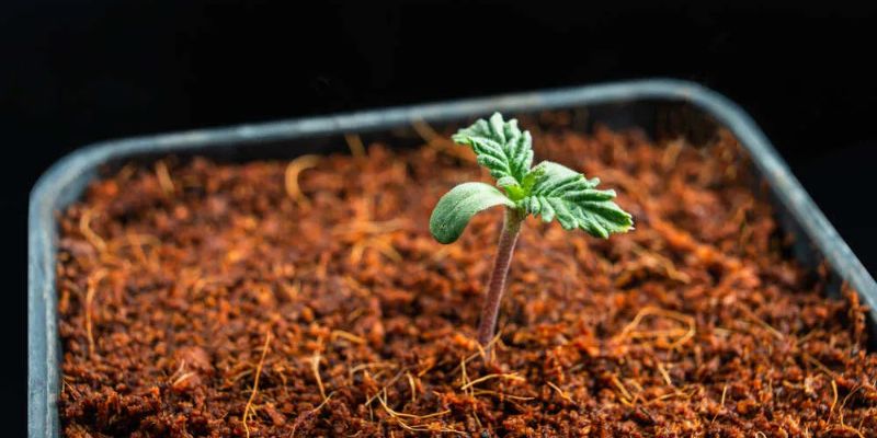 Jak uprawiać automatyczne odmiany marihuany