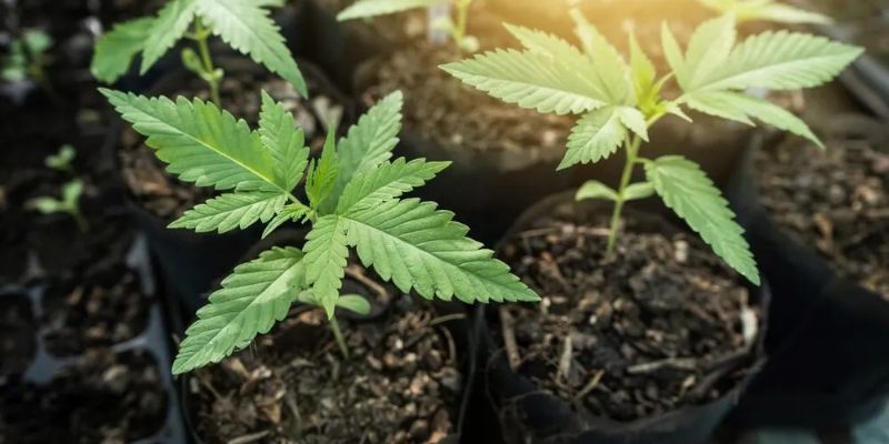 jak uprawiać automaty konopi