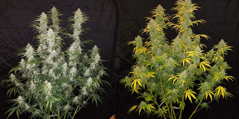 uprawa automatów marihuany poradnik