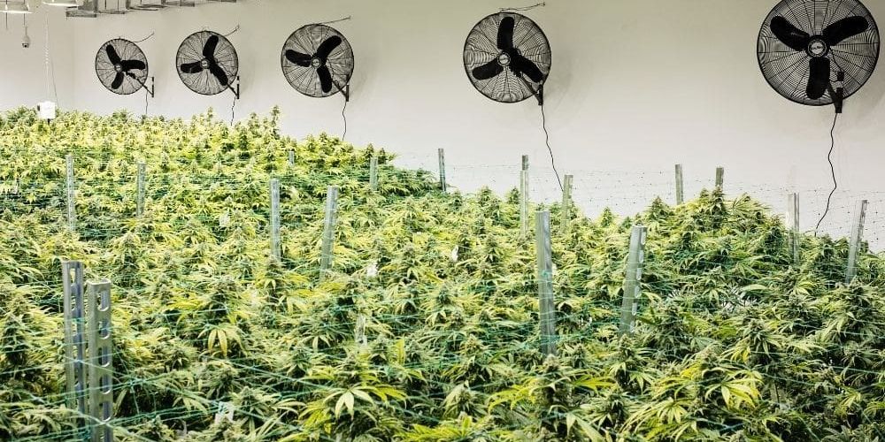 Czego potrzeba do uprawy konopi indoor