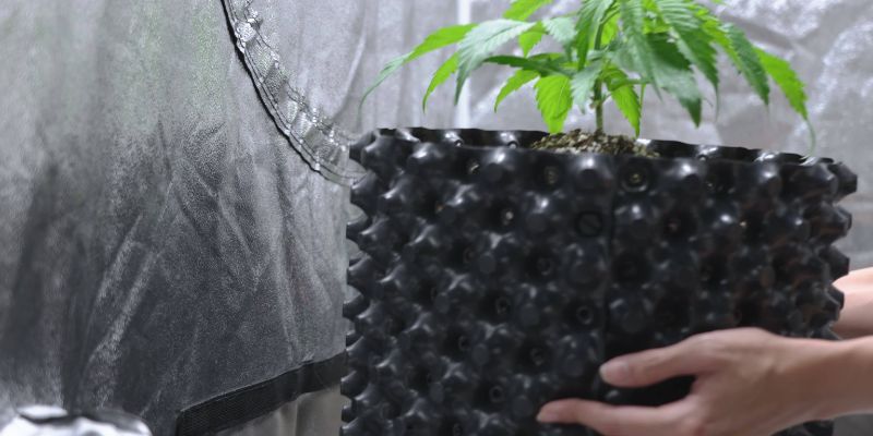 doniczki do uprawy konopi