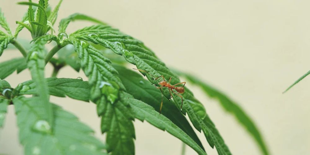 Jak zapobiegać i zwalczać mrówki w uprawie marihuany