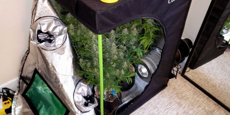 growbox do uprawy konopi