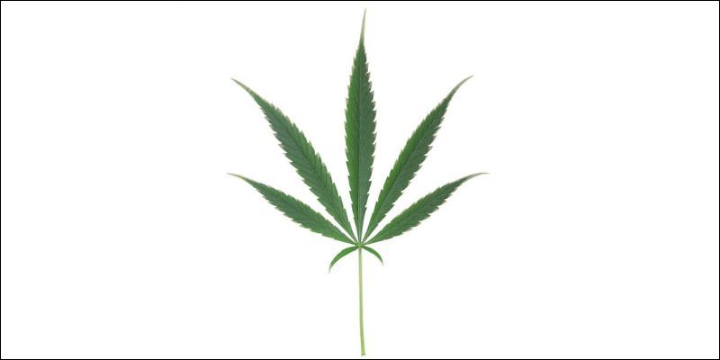 Niedobór potasu w konopiach – wczesne stadium