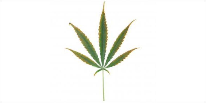 Średnie stadium niedoboru potasu