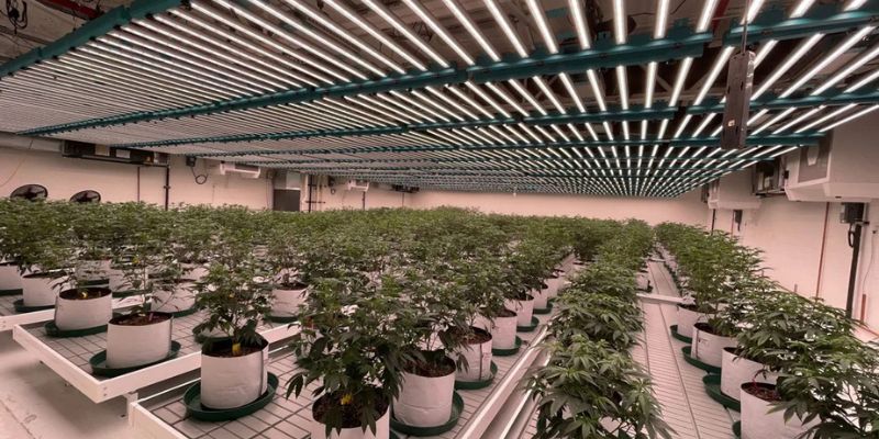 Światła do Uprawy konopi