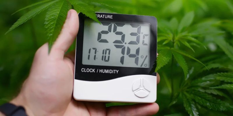 Termometry i Higrometry do marihuany