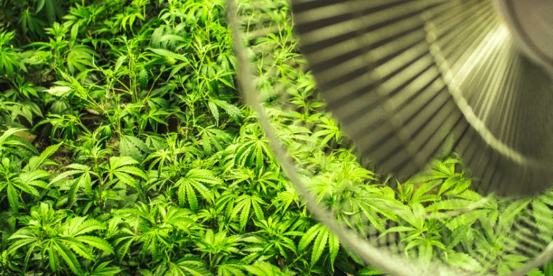 Wentylatory do growboxa