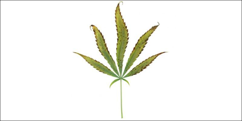 Zaawansowana faza niedoboru potasu