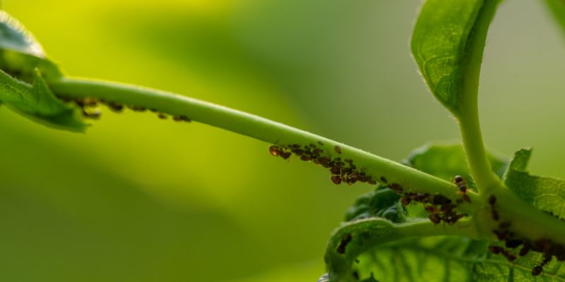 czy mrówki mogą zniszczyć rośliny marihuany